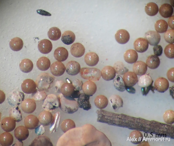 ?, микрофауна, микропалеонтология, зона Amoeboceras alternoides