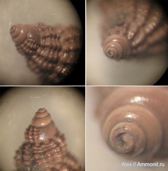 гастроподы, Maturifusus conspiquus, Maturifusus, зона Amoeboceras alternoides