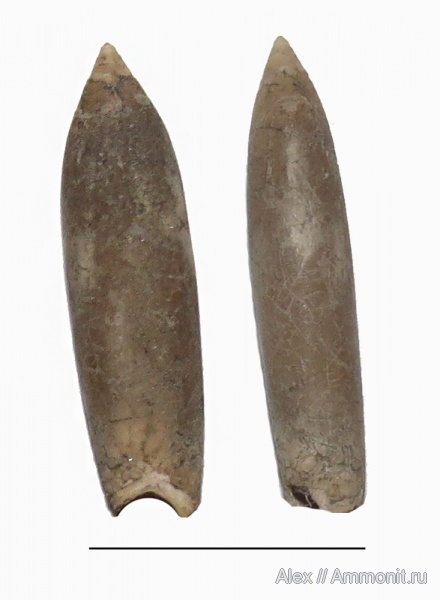 белемниты, зона Amoeboceras alternoides, Suebibelus pressuloides, Suebibelus, belemnites