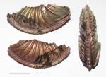 Amoeboceras alternoides с повреждением и морщинистым слоем