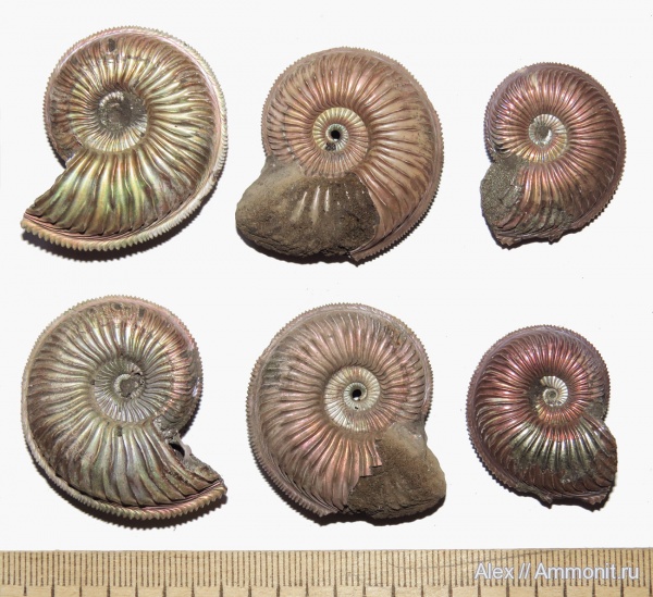 Amoeboceras, Amoeboceras alternoides, forma undaticarinata
