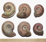 Три Amoeboceras alternoides