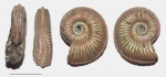 Косой и кривой Amoeboceras alternoides