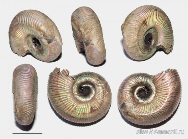 Perisphinctes, Perisphinctidae, прижизненные повреждения, Properisphinctes, ammonoid sublethal injuries