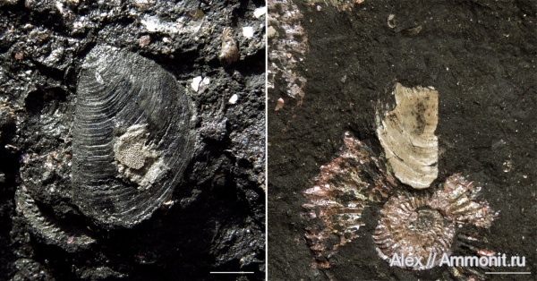 Euaspidoceras, Mirosphinctes, аптихи, Laevaptychus, Aspidoceratidae, Aspidoceratinae, Aptychi, Laevilamelaptychus