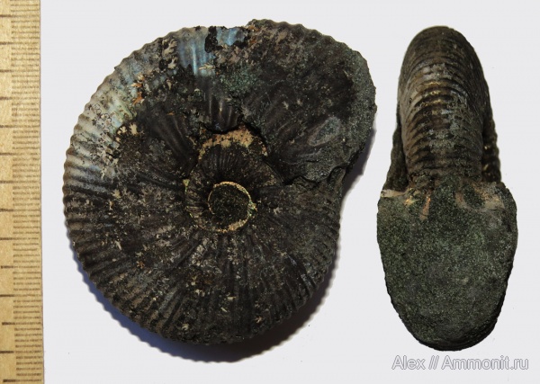 ?, Serbarinovella