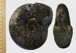 Serbarinovella serbarinovi ?
