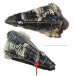 Holoconularia rossica