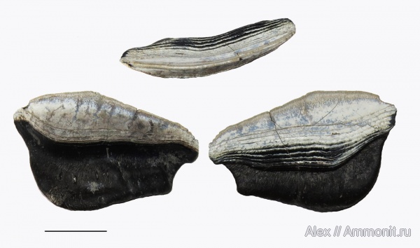Petalodontiformes, Petalodus, Petalodus acuminatus