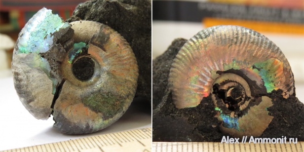 Craspedites, Craspeditidae