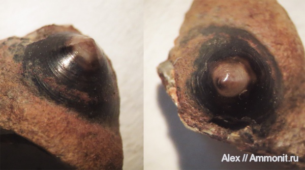 ?, Orbiculoidea