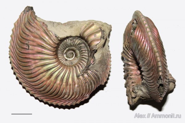 Cardioceras, нижний оксфорд, Cardioceratidae, Oxfordian, Lower Oxfordian