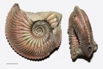 Cardioceras sp.