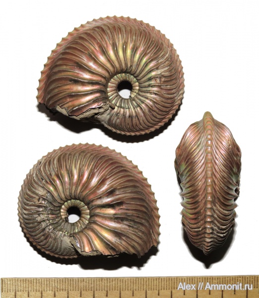Cardioceras, Pachycardioceras, Cardioceratidae, Oxfordian, Lower Oxfordian
