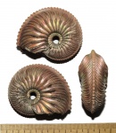 Cardioceras (Pachycardioceras) sp.