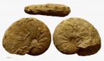 Taramelliceras