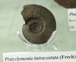 Platyclymenia intracostata