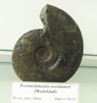 Kosmoclymenia wocklumeri