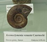 Kosmoclymenia venusta