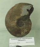 Cyrtoclymenia angustiseptata