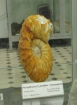"Гетероморфный" Pachydiscus