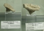 Оксфордские губки Cnemidiastrum