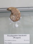 Наутилус Pseudaganides kutchensis