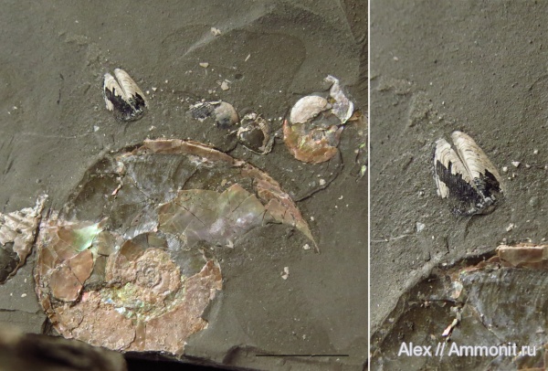 аптихи, Aconeceras, Sinzovia, Aptychi, Aptian