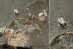 Аптихи Aconeceras (Sinzovia) Аптихи Aconeceras (Sinzovia)