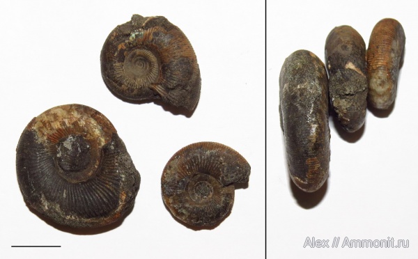Kachpurites, Сюндюково, Volgian, Kachpurites praefulgens
