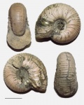 Eichwaldiceras sp.