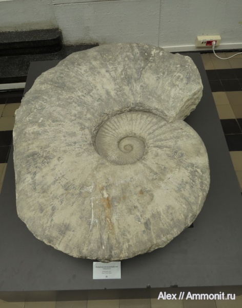музеи, Desmoceratidae, Polish Geological Institute, Pachydesmoceras