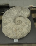 Гигантский аммонит Pachydesmoceras