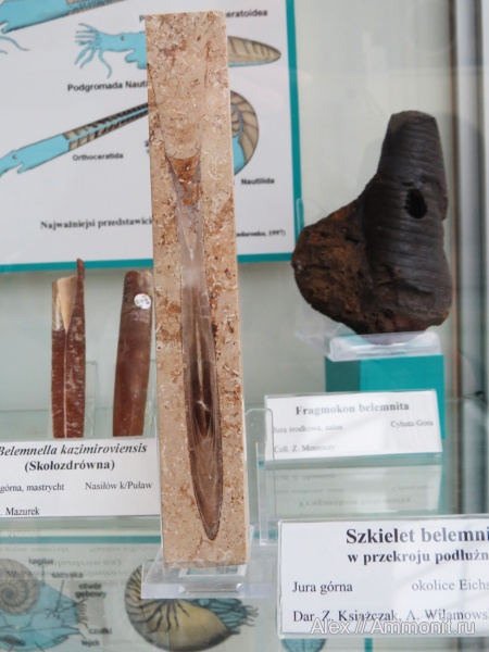 музеи, Polish Geological Institute