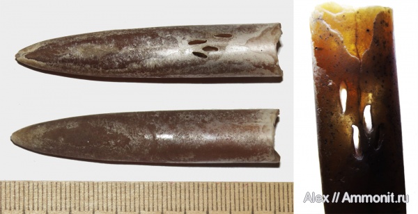 белемниты, усоногие раки, Rogerella, сверления, belemnites