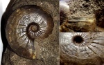 Kosmoceras (Sigaloceras) enodatum