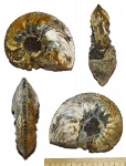 Серединка макроконха