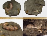 Ушко и параболы Binatisphinctes-a