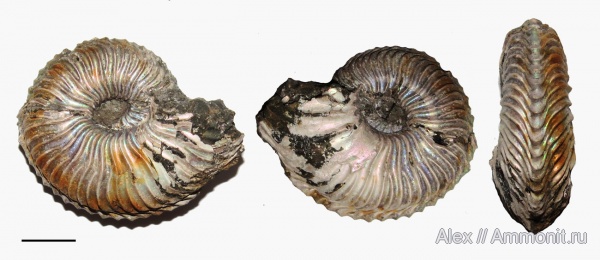 Cardioceras, нижний оксфорд, Cardioceratidae, ammonoid sublethal injuries, forma substructa, Lower Oxfordian