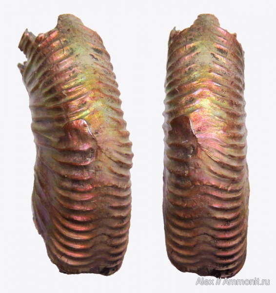 аммониты, Binatisphinctes, келловей, Ammonites, parabolae, параболы, Callovian, Middle Jurassic