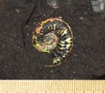 Amoeboceras (Plasmatites) zieteni