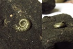 Пиритовый Amoeboceras (Plasmatites) zieteni