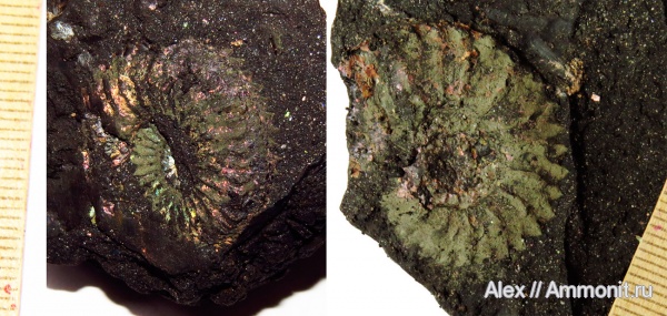 Amoeboceras, Amoeboceras tuberculatoalternans