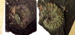 Amoeboceras tuberculatoalternans, Amoeboceras ravni ???