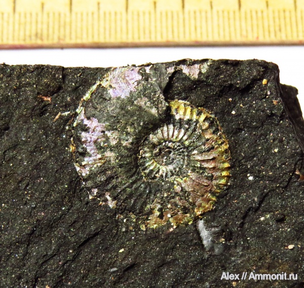 Amoeboceras