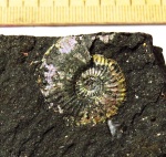 Amoeboceras sp.