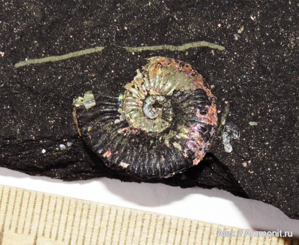 Amoeboceras