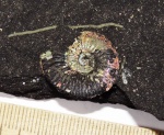 Amoeboceras sp. 2