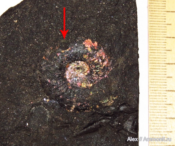 Amoeboceras, Cardioceratidae, Amoeboceras zieteni, вентральные укусы, Plasmatites, ventral bite marks, Plasmatites zieteni
