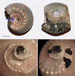Erymnoceras doliforme с симметричной травмой